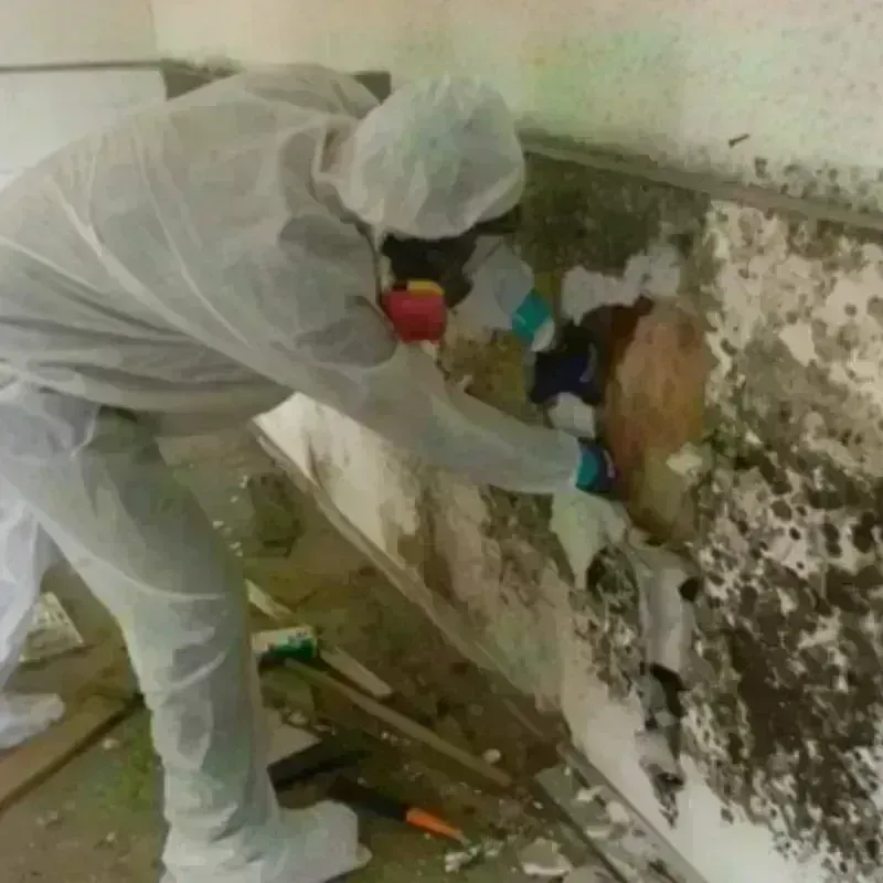 Mold Remediation and Removal in Hot Spring County, AR